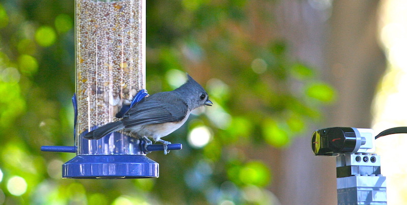 A tufted titmouse checks out the sensor. A tufted titmouse checks out the sensor.